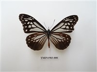 藏品(斯氏絹斑蝶)的圖片